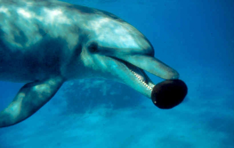Satayh (Dolphin Reef) Snorkeling Trip